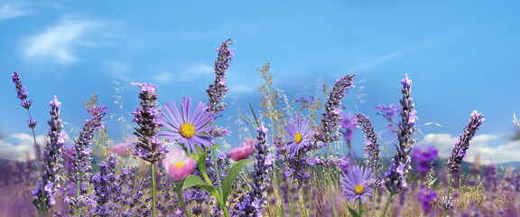  wild flowers lavender and grass on field under blue sky banner template background