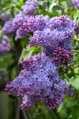 beautiful lilac flowers branch on a green background