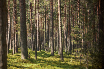 Horizontal image of green forest with pine trees in summer time