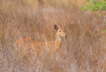 deer in the savannah; deer in the grass; deer standing in the sun; male deer with horns; spotted deer male; Spotted deer from Wilpattu National Park Sri Lanka
