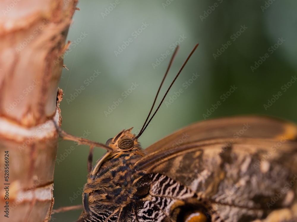 Wall mural shallow focus shot of an owl butterfly perched on tree trunk in garden on blurred background