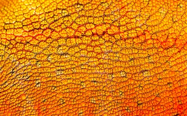 Foto op Canvas Beautiful multicolored bright chameleon skin, reptile skin pattern texture multicolored close-up as a background. © Vera