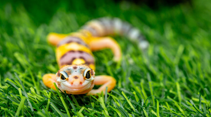 Lizard Eublepharis on a green lawn. Reptile gecko is yellow-spotted. Exotic tropical animal in the wild on the grass. smiling animal