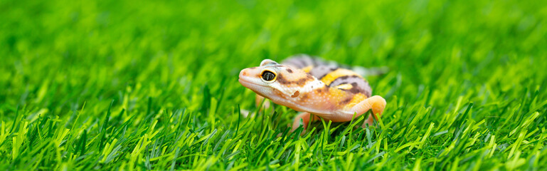 Lizard Eublepharis on a green lawn. Reptile gecko is yellow-spotted. Exotic tropical animal in the wild on the grass. smiling animal
