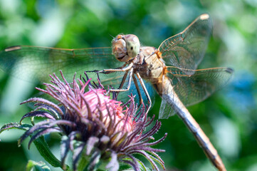 dragonfly on a flower