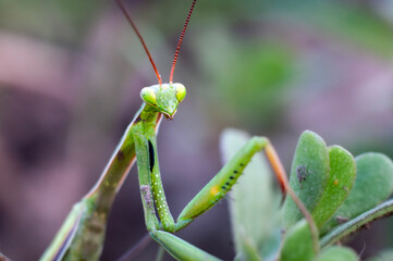Naklejka premium green praying mantis