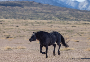 Fototapeta na wymiar Beautiful Wild Horse in Spring in the Utah Desert