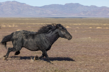 Beautiful Wild Horse in Spring in the Utah Desert