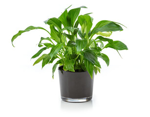 Houseplant in pot over white background. Image for interior design.
