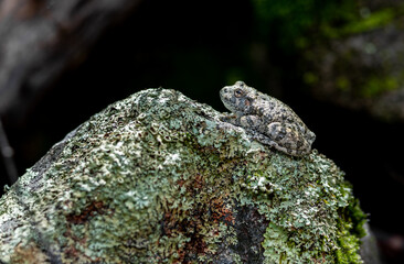 Canyon  tree frog 
-Southern Arizona 