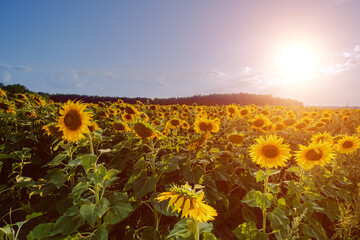 Agricultural field of yellow sunflowers under a blue sky with a bright sun.
