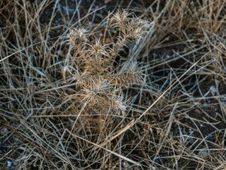 Selective focus on thorny dried weed. 