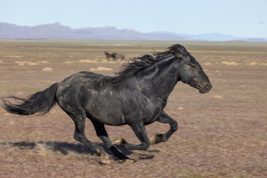 Beautiful Wild Horse in Spring in the Utah Desert