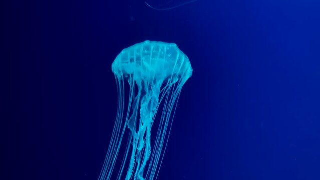 Jellyfish floats gracefully in the dark blue water column. Chrysaora pacifica. Japanese sea nettle. A closeup shot of jellyfish in an aquarium