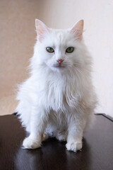 Naklejka na ściany i meble White fluffy cat sitting on a table