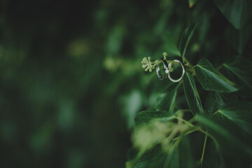 two wedding golden rings on branch