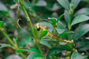 Befall des Buchsbaums durch die Raupe des Buchsbaumz&uuml;nslers
