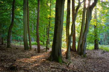 Die Sonne scheint durch Bäume im Wald auf Insel Rügen