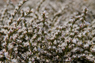 White Grass Flower background. Small white flowers in a field beautiful background
