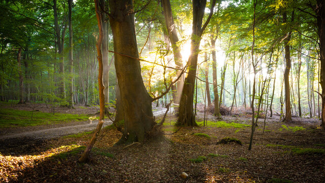 Die Sonne scheint durch Nebel und B&auml;ume im Wald
