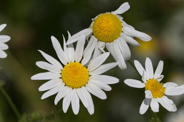 Obraz premium Wild Daisies in the Summer