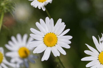 Fototapeta premium Wild Daisies in the Summer
