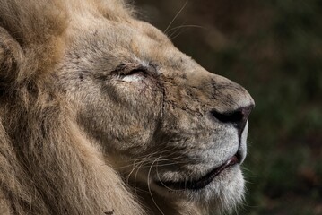 Side portrait of Barbary lion in the zoo
