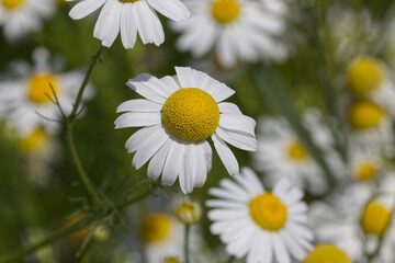 Wild Daisies in the Summer