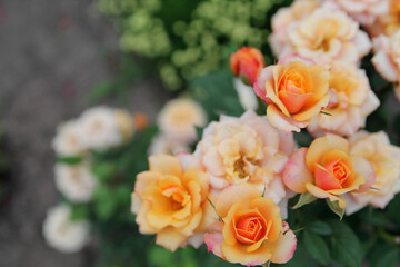Orange rose in the garden. Blooming orange colored rose in garden with background blur