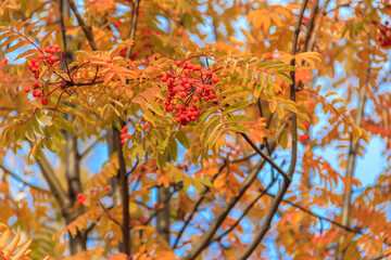 Red rowan berries on the rowan tree branches at autumn