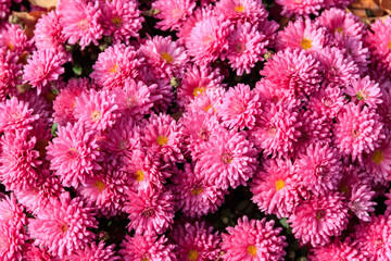Background of the beautiful purple chrysanthemum flowers