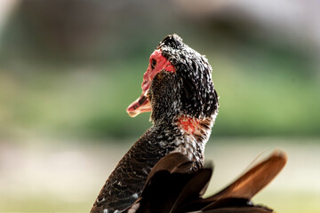 red billed hornbill