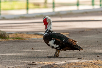 country vulture in the zoo