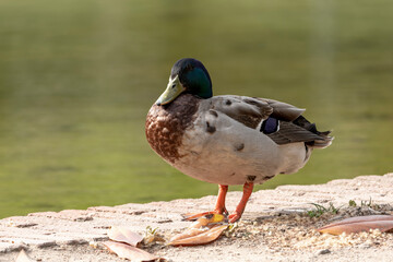 duck on a pond