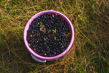 blueberry in a bucket © Øyvind