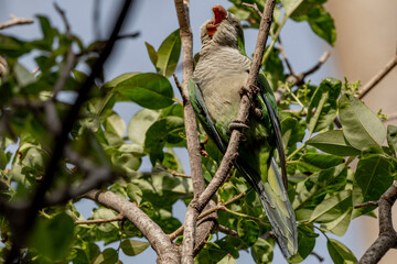 red billed hornbill