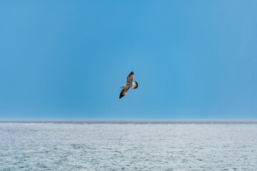 seagull in flight