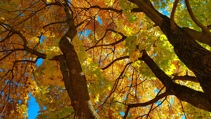 Branches and trunk with bright yellow and green leaves of autumn maple tree against the blue sky background. Bottom view