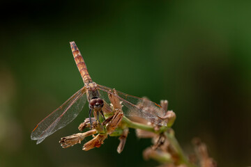 dragonfly on a branch
