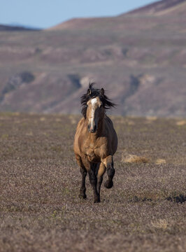 Beautiful Wild Horse in Spring in the Utah Desert