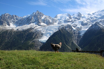 Poule dans les Alpes