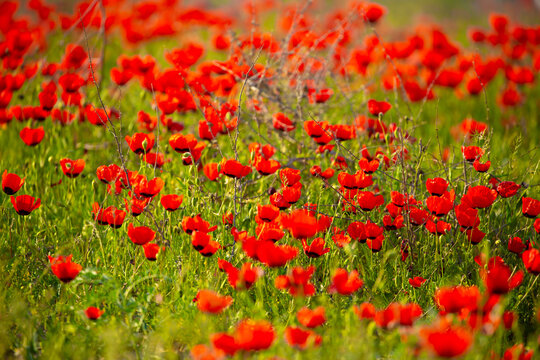 Spring, field of poppy flowers. The concept of the freshness of the morning nature. Spring landscape of red wildflowers. Beautiful landscape, pnorama long banner. © Vera