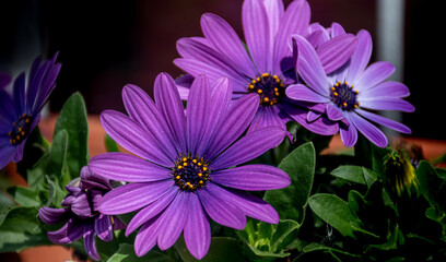 fioletowe kwiaty z ogrodka