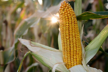 corn in the field
