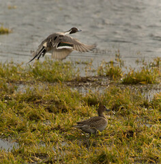 Duck flying over marsh