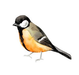 Watercolor illustration of a titmouse isolated on a white background