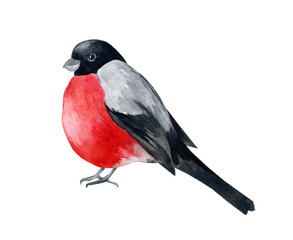 Watercolor illustration of a bullfinch isolated on a white background