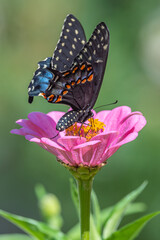 Obraz na płótnie Canvas Black swallowtail butterfly feeding on pink zinnia flower in garden in summer