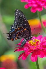 Black swallowtail butterfly feeding from hot pink zinnia flower in garden in summer