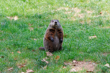 Naklejka na ściany i meble a woodchuck or groundhog stands on his hind legs in a field of grass and looks at the camera on a late summer day, with a shallow depth of field.